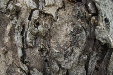 texture of natural tree bark in brown shades
