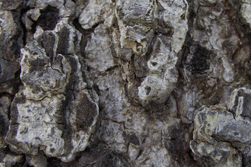 texture of natural tree bark in brown shades