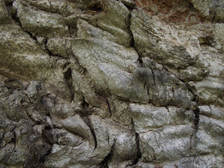 texture of natural tree bark in brown shades