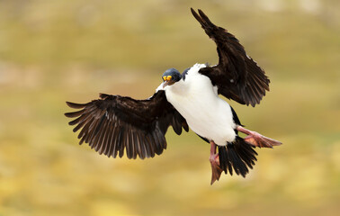 Imperial shag in flight against bright yellow background
