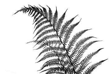 Fern leaves, black silhouettes on a white background, isolate.