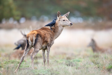 Naklejka na ściany i meble Red deer calf with a jackdaw sitting on the back