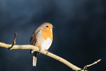 European Robin perched on a tree branch