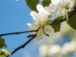 Close up shot of apple blossoms