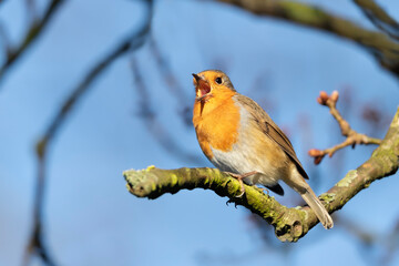 Close up of a European Robin calling in spring