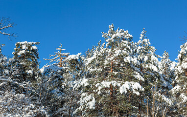 Snow covered pine trees againsta blue sky