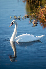 beautiful white swan reflected in the pond