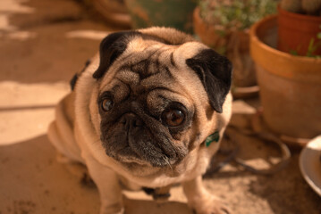 Obraz premium pug dog portrait,photo taken in navarra (spain)