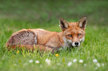 Close up of a red fox lying in meadow