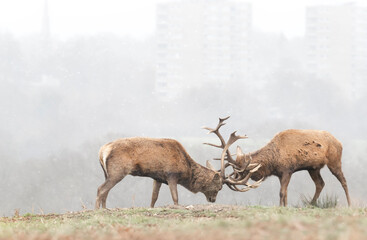 Red deer stags fighting during the first snow in winter