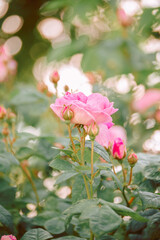 Photo of a blooming wild rose in the park, summer garden. Rose shrub in the park