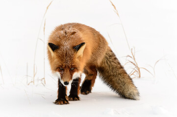 fox, a red hunter in the winter in the snow