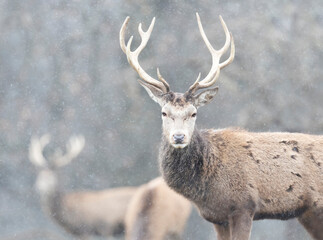 Close up of a Red deer stag in the falling snow