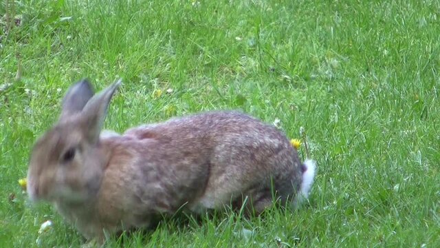 "Mmh! Dandelion - My Favourite!"