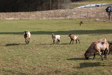 Tiere in der natur