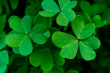 St. Patrick's day green shamrock or clover. Luck charm. Background, card, poster or banner in high resolution