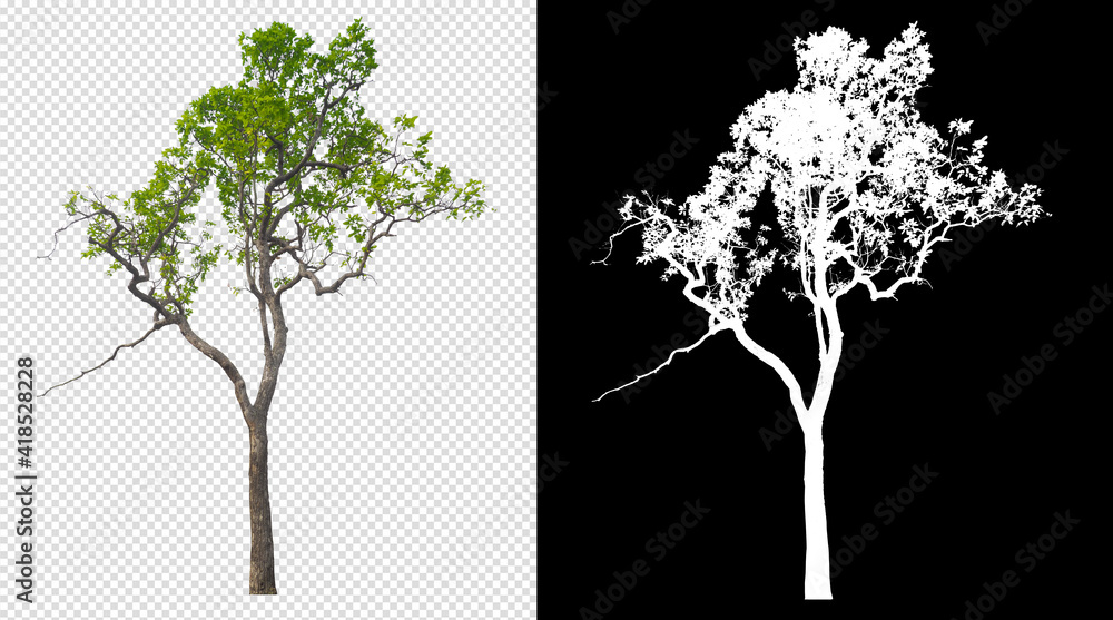 Poster Tree on transparent background picture and alpha channel with clippings path