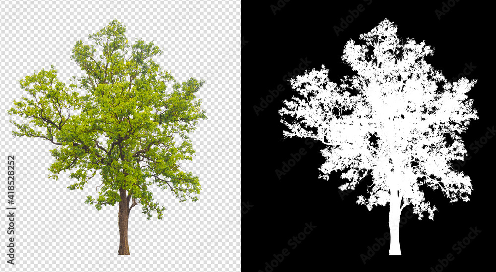 Aufkleber Tree on transparent background picture and alpha channel with clippings path