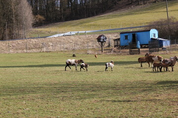 Tiere in der natur