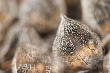 Abstract background with macro physalis groundcherries fruit dry weathered perforated husk lace texture, a concept for ageing, fading away, passing time and a fragility of life.	