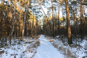 Fototapeta na wymiar Empty road in the woods, Kampinos National Park (Kampinoski Park Narodowy), Mazovia, Poland.