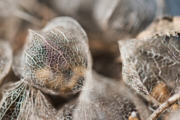 Abstract background with macro physalis groundcherries fruit dry weathered perforated husk lace texture, a concept for ageing, fading away, passing time and a fragility of life.	