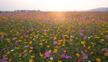 Beautiful cosmos flower field in sunset time.