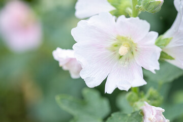Concept nature view of White on blurred greenery background in garden and sunlight with copy space using as background natural green plants landscape, ecology, fresh wallpaper.