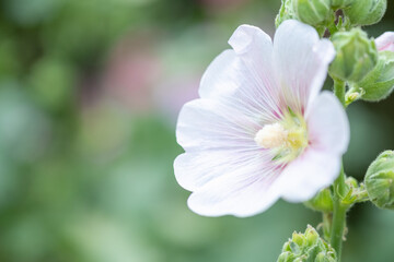 Concept nature view of White on blurred greenery background in garden and sunlight with copy space using as background natural green plants landscape, ecology, fresh wallpaper.