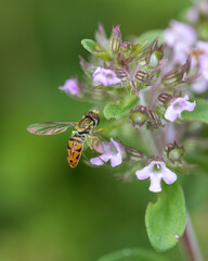 Soft image of hoverfly standing on purple flowerhead