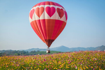 Naklejka premium Beautiful colors of the hot air balloons flying on the cosmos flower field.