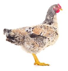 Brown hen isolated.