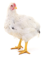 white hen isolated.