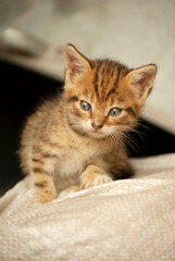 Small ginger kitten sitting on a bag and looking sideways.