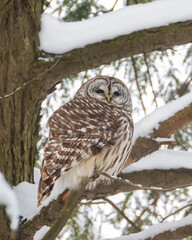 Barred Owl on pine tree branch with snow