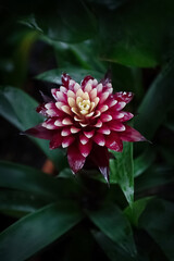 Flower of pink Guzmania bromelia in full bloom on dark green leaves background. Flowering exotic...
