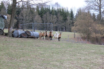 Tiere in der natur 