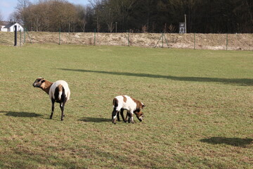 Tiere in der natur 