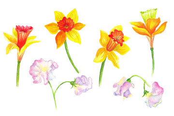  Watercolor colorful set with easter flowers . White background