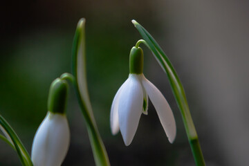 Schneegl&ouml;ckchen im Fr&uuml;hling Macro