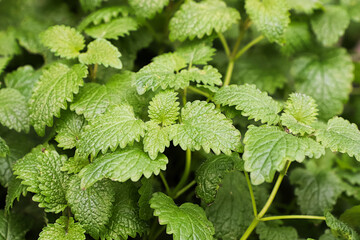 Closeup of leaves on lemon balm plants