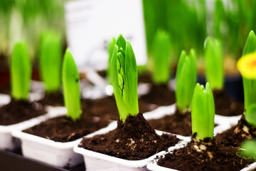 Primroses. Flower seedlings in a white pots