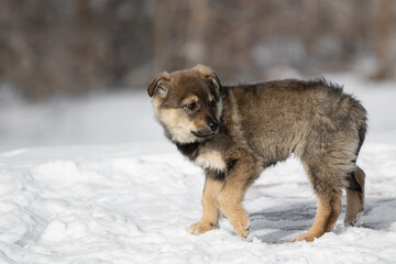 A very small puppy of a gray fawn color. Portrait of a small dog on the background of the forest. Stands in the snow in winter.