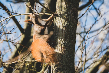 Eichhörnchen im Baum