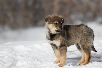 A very small puppy of a gray fawn color. Portrait of a small dog on the background of the forest. Stands in the snow in winter.