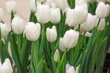 Spring time. White tulips in the shop.