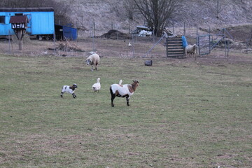 Tiere in der natur 