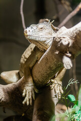 Iguana lies on a branch