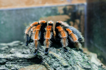 Spider tarantula