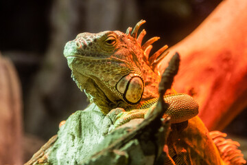 Iguana lies on a branch